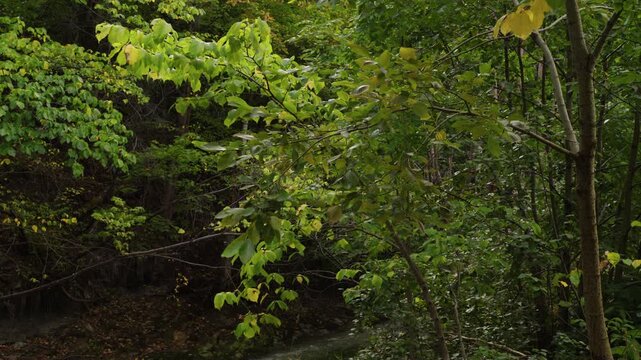 Mixed tree foliage leans over a narrow forest stream with mostly still branches and subtle water motion in soft light, useful as calm nature background or habitat b roll.