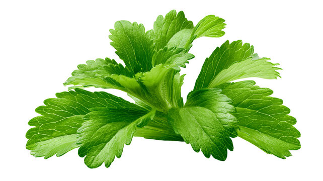 Fresh stevia leaves with vibrant green color and natural herbal texture, isolated PNG on transparent background