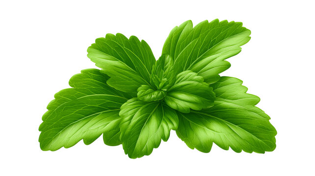 Fresh stevia leaves with vibrant green color and natural herbal texture, isolated PNG on transparent background