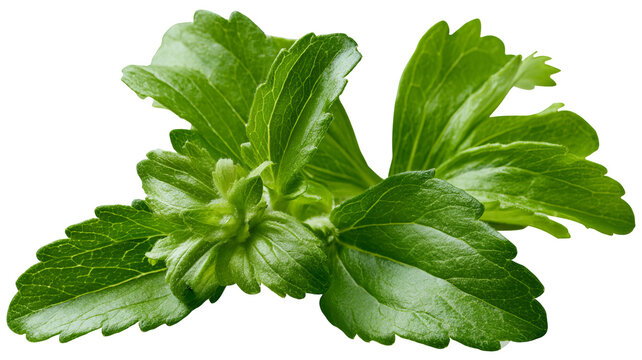 Fresh stevia leaves with vibrant green color and natural herbal texture, isolated PNG on transparent background