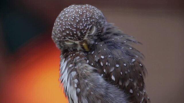 Beautiful perlite spangled cat owl footage, fluffy bird with closed eyes sleeping, spotted wings preening, nature wildlife documentary close up