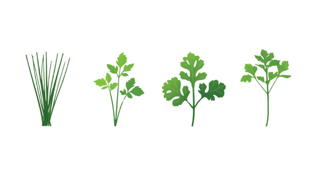 Culinary herbs collection featuring fresh chives, parsley, and cilantro stems is aligned on a plain white backdrop.