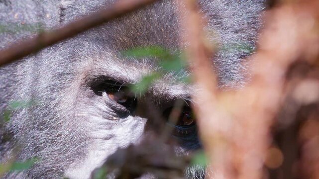 Mountain gorilla peers through dense foliage in Bwindi Impenetrable Forest, Uganda, with its face partly obscured by branches, telephoto handheld tracking shot