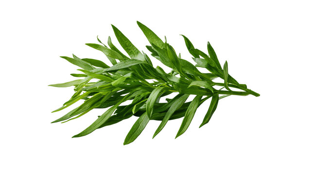 Fresh tarragon sprig with slender green leaves and natural herbal texture, isolated PNG on transparent background