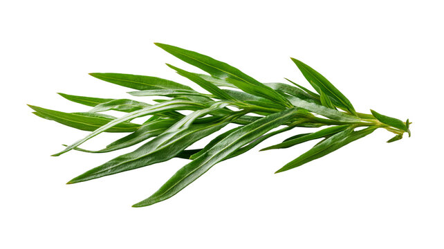 Fresh tarragon sprig with slender green leaves and natural herbal texture, isolated PNG on transparent background