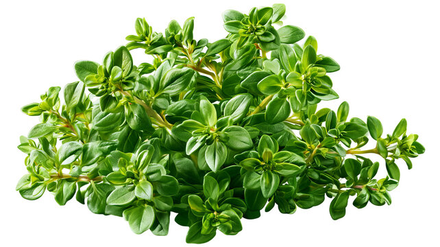 Fresh thyme sprig with vibrant green leaves and natural herbal texture, isolated PNG on transparent background