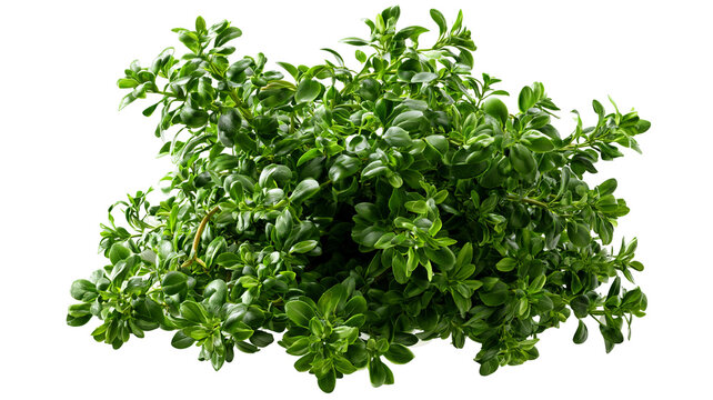 Fresh thyme sprig with vibrant green leaves and natural herbal texture, isolated PNG on transparent background