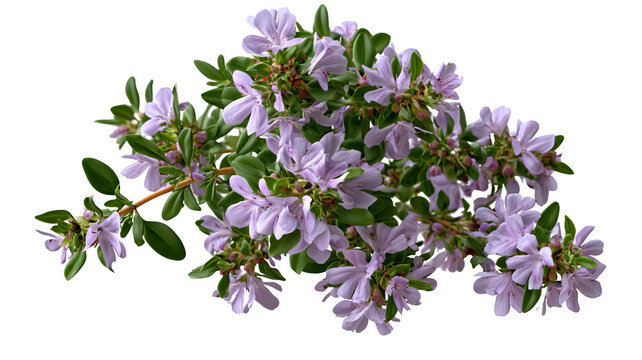 Fresh thyme sprig with vibrant green leaves and natural herbal texture, isolated PNG on transparent background