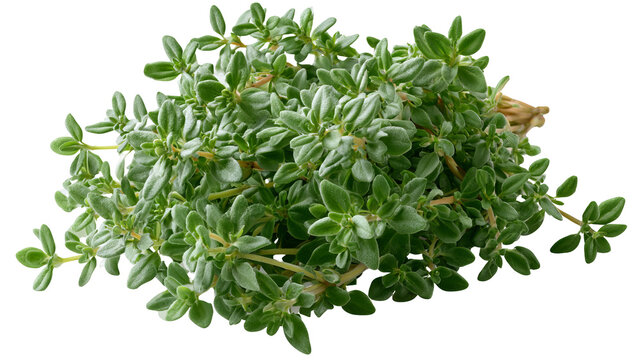 Fresh thyme sprig with vibrant green leaves and natural herbal texture, isolated PNG on transparent background