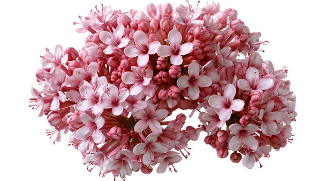 Fresh valerian herb with green leaves and natural botanical texture, isolated PNG on transparent background
