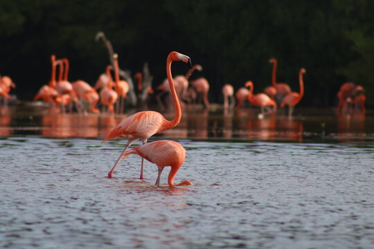 Flamingo