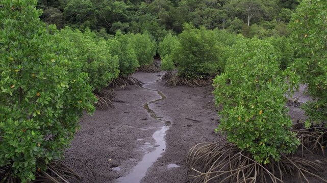 Low aerial drone footage flying through a mangrove forest at low tide, following a tidal channel between mangrove trees and exposed mudflat on Weh Island, Indonesia.