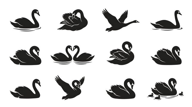 black swan silhouettes