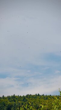 Flock of crows soaring and circling over green forest trees against blue sky