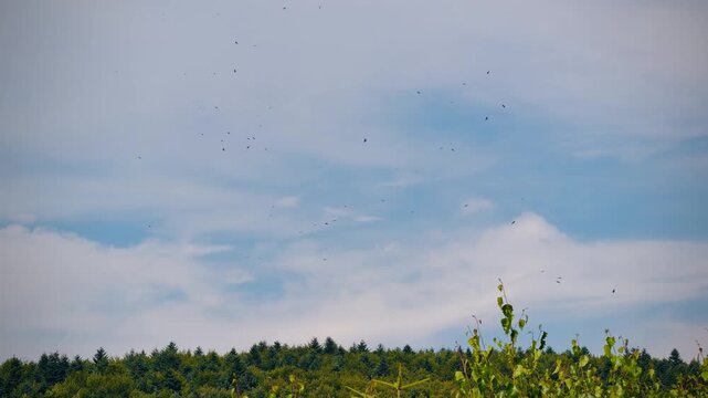 Flock of crows soaring and circling over green forest trees against blue sky
