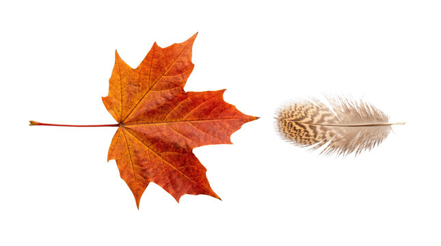 Autumn maple leaf and soft bird feather, orange fall foliage with delicate plumage, natural seasonal elements for design isolated PNG with Transparent Background