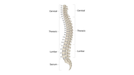 Obraz premium Anatomical illustration of the human vertebral column with labeled segments