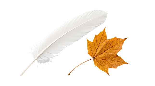 White bird feather and orange maple leaf, delicate autumn nature elements, soft quill and dry fall foliage for seasonal design isolated PNG with Transparent Background