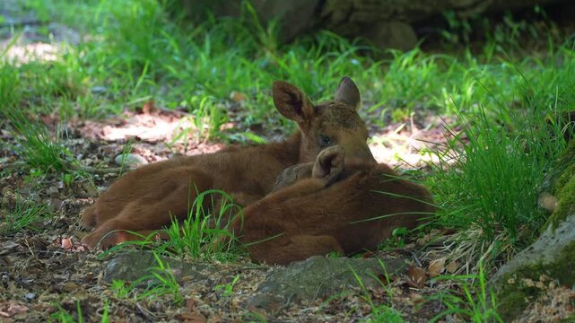 Baby of moose or elk, Alces alces is the largest extant species in the deer family. Moose are distinguished by the broad, flat, or palmate antlers of the males.