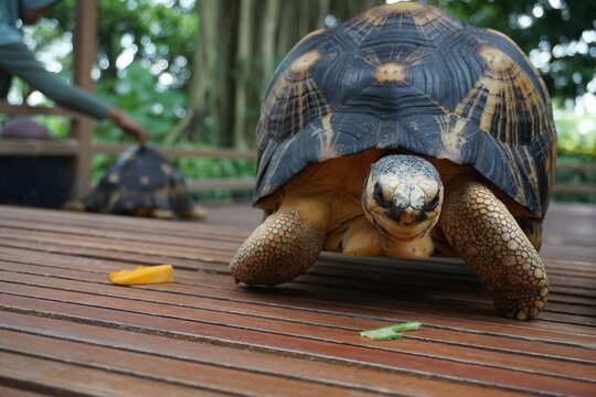 Detailed close-up of a radiated tortoise walking on a wooden deck with vegetables