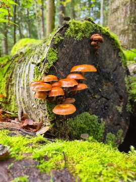Wild cluster mushrooms on decaying mossy log in sunny woodland