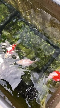 Graceful tamasaba goldfish swim peacefully in clear japan outdoor garden pond featuring lush clean green water aquatic background