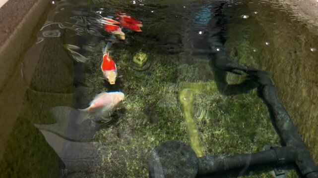 Beautiful Tamasaba Goldfish Swim Underwater Clear Mossy Japan Pond Water Peaceful Serene Natural Beauty Cheerful Display