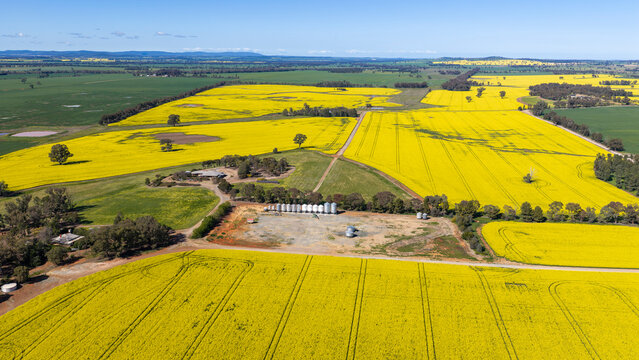 Canola crop in bloom  in the central west of New South Wales, Australia.