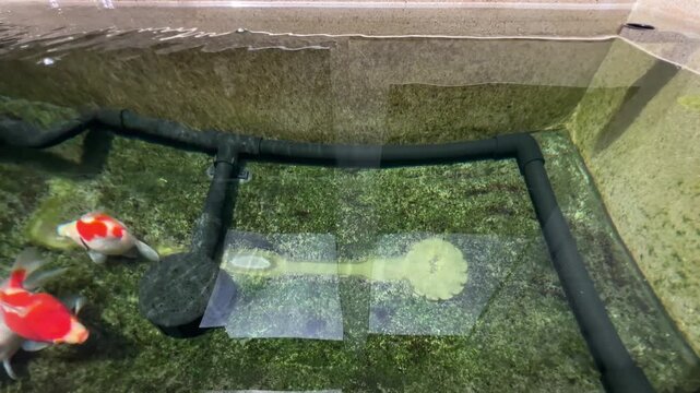 Tamasaba goldfish swimming peacefully in japan clear water aquarium pond stock vdo view happy fresh glass tank display