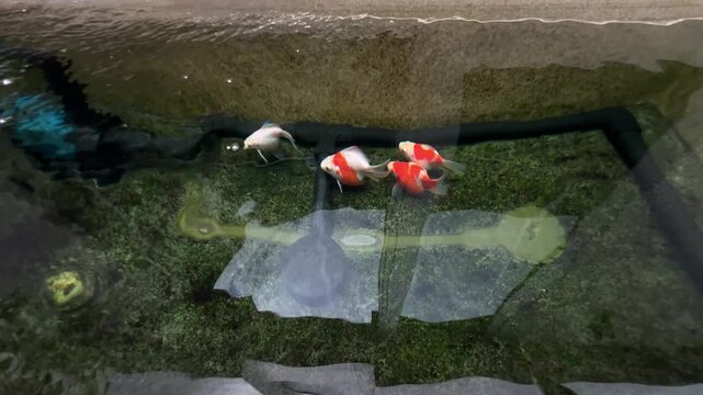 Japan tamasaba goldfish swim peacefully inside clear outdoor pond water showcasing calm orange white aquatic plant view