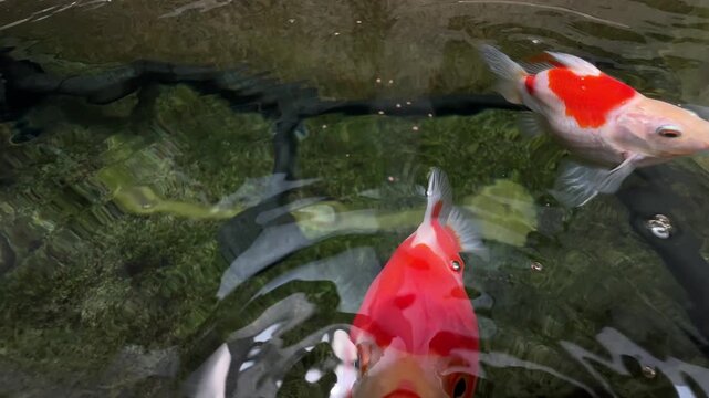 Japan tamasaba goldfish swim peacefully in clear stone outdoor pond water, showing serene underwater motion and vibrant beauty