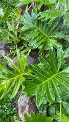 close up of green leaves, Tropical botanical background with wet green leaves of philodendron selloum © karisna asmr2