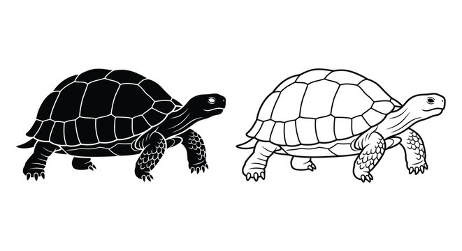 Two tortoises are depicted in a black and white line drawing style