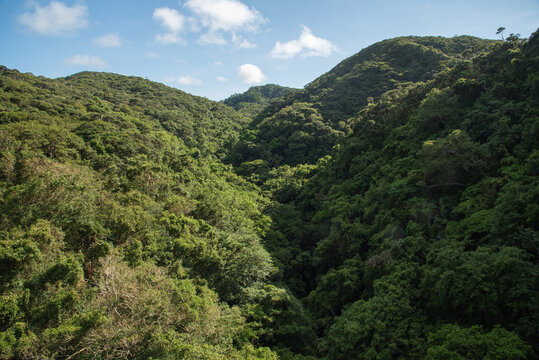 快晴の空と深い緑に覆われた森の山