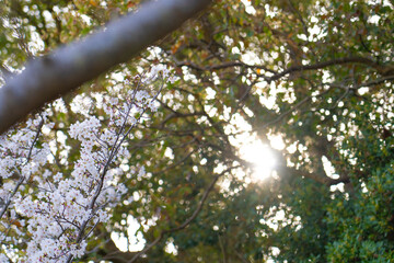 Obraz premium Backlit Cherry Blossoms and Sunlight Filtering Through Green Trees