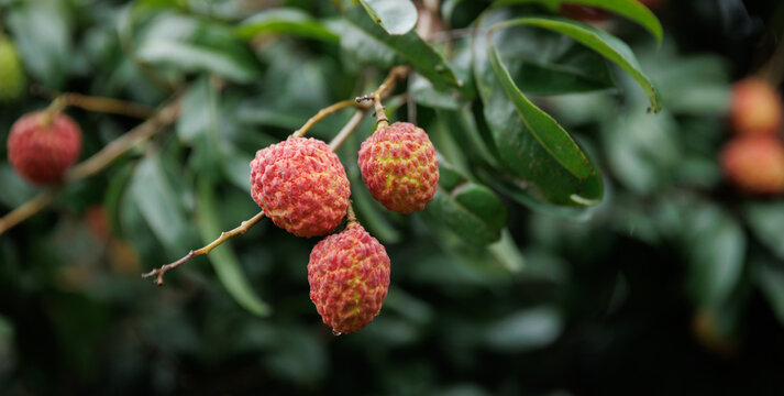Lychee fruits in growth on tree