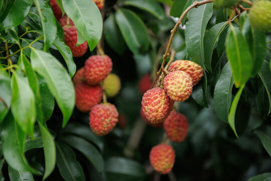 Lychee fruits in growth on tree