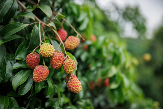 Lychee fruits in growth on tree