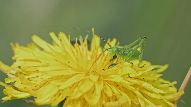 cricket eating on dandelion flower