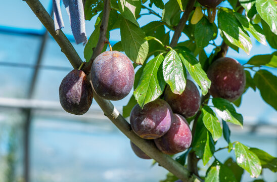 Close-up of ripe purple plums hanging on a tree