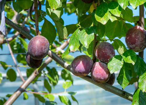 Ripe purple plums growing on a plum tree branch