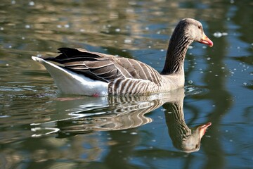 Fototapeta premium Greylag goose swimming on a calm pond with a clear water reflection
