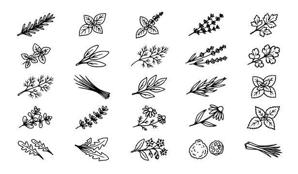 Organic Culinary Herb Botanical Icon Set