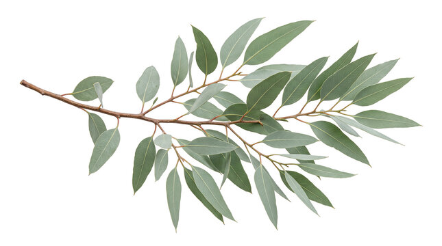 A eucalyptus branch with lanceolate leaves is presented in a natural style on transparent background foliage leaf green twig stem organic botanical