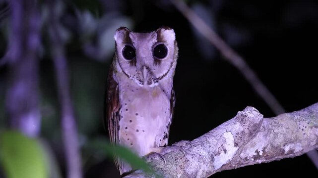oriental bay owl is a type of bay owl, usually classified with barn owls