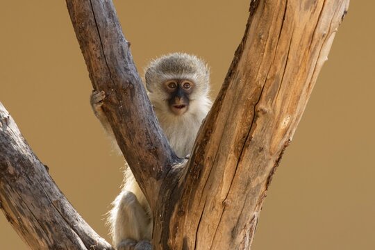 Vervet monkey (Chlorocebus pygerythrus) juvenile baby animal in a tree, Limpopo, South Africa
