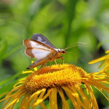 Box tree moth (Cydalima perspectalis) on Great Telekie (Telekia speciosa), close-up, Wilnsdorf, North Rhine-Westphalia, Germany