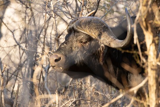 Cape buffalo (Syncerus caffer) adult animal in a savannah bushland, Limpopo, South Africa