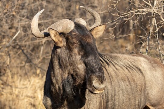 Common wildebeest or Gnu (Connochaetes taurinus) adult animal in savannah grassland, Limpopo, South Africa