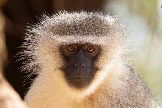 Vervet monkey (Chlorocebus pygerythrus) adult animal head portrait, Limpopo, South Africa